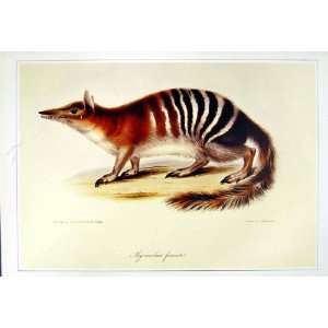    C1990 Mammals Numbat Marsupial Anteater Myrmecobius