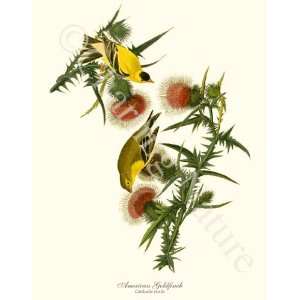  Bird Prints American Goldfinch