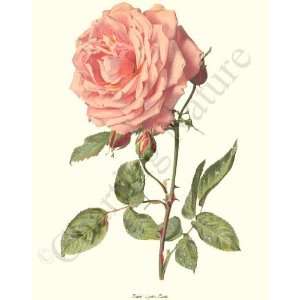  Botanical Pink Rose Print Rose Lyon
