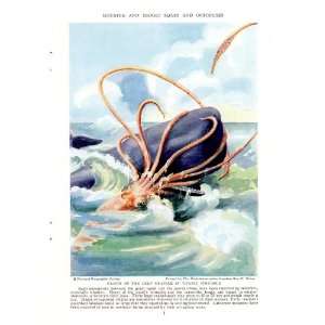  1935 Giant Squid and Octopus Giants of the Deep Grapple in 