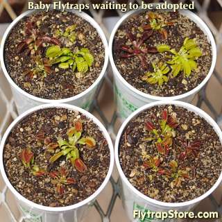 VENUS FLYTRAP   Pot of Baby Flytraps  