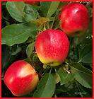 Gala Apple Trees  5 Seeds  Harvest Delicious Fruits In Your Backyard 