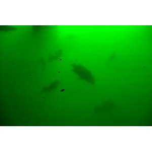  Fishing Light   175w Dock / Pond Submersible Underwater 