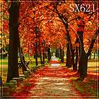 autumn tree outdoor fall 10x10 cp scenic photo background backdrop