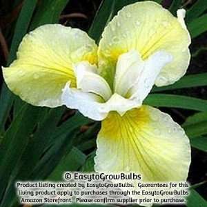  Siberian Iris Butter & Sugar   Three 3/5 fan plants   3/5 