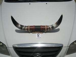 Rat Rod Real Steer Bull Cow Long Horn hood ornament #8  