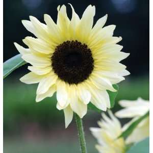   Tall Sunflower Buttercream (Helianthus annuus) 20 Seeds per Packet