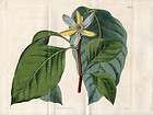 CURTIS BOTANICAL 1823 Vol 50   H/C Double Plt Blue Magnolia 2427