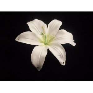   Crystal on Velvet White Lily Flower Hair Clip 