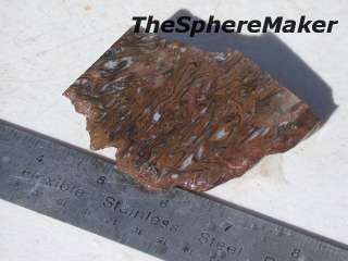 Super Rare Petrified Paleo Osmunda Fern   Central Queensland 