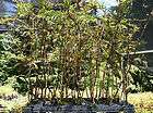 LOT 30 COAST REDWOOD TREES REFORESTATION, REPARATION, SCREENS, BONSAI 