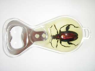 Insect Bottle Opener(small)   Jewel Frog Beetle (Glow)  