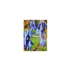  *EXOTIC*showy*BLUE BEAN SAUSAGE TREE*rare*5 SEEDS #1005 