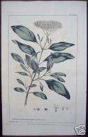 Phillip Miller Viburnum, 1755 Botanical Engraving  