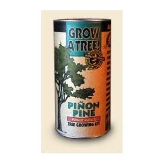  Bristlecone Pine Tree Growing Kit   Pinus Ponderosa   Grow Evergreen 