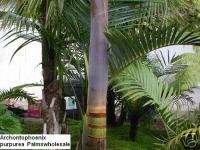 VIBRANT Purple King Palm Color LIVE Tree 1 GALLON size  
