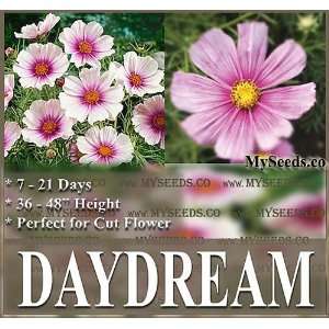 200 COSMOS DAYDREAM COSMO FLOWER SEEDS DAY DREAM ~Gorgeous CUT FLOWERs 
