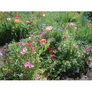  1/4 Pound Wildflower Mix  Beautiful Colors Patio, Lawn 
