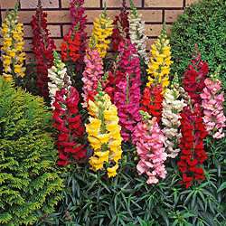 Buy Antirrhinum Candy Canes Mixed   24 plug plants from our Plants 