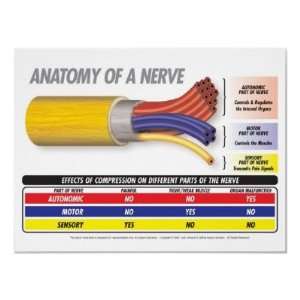 Anatomy of a Nerve Poster 