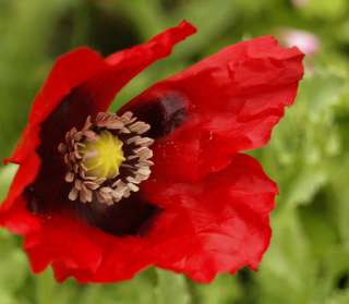 Red Poppy Tincture Benefits
