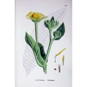  Botany Plants C1902 Elecampane Inula Helenium Flowers 