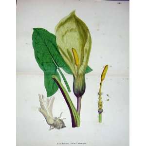  1902 Colour Botany Italian Cuckow Pint Plant Italicum 