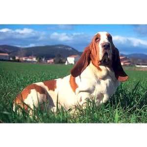  Basset Hound 1000 Piece Puzzle