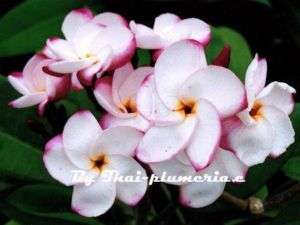Plumeria Pink Pansy grafted plant  