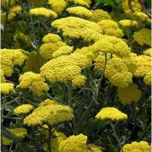 Achillea Moonshine 3 1/2 inch Pots 