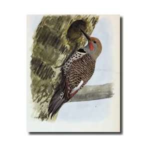  Redshafted Flicker Drilling A Hole In A Tree Trunk Giclee 