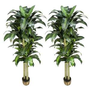   Artificial Dracaena Trees with thick trunks
