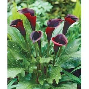  1 Black Forest Calla lily Tuber   14cm Size Tuber Patio 