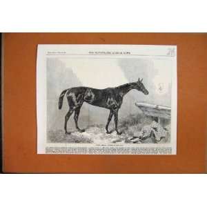    1863 Queen Bertha Winner Oaks Horse Stable Blanket