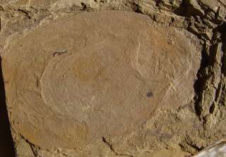 RCBranchiocaris ChengJiang Rare Shelled Arthropod Trilobite 