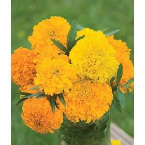  Marigold, Royal Mix Hybrid 1 Pkt. (50 seeds) Patio, Lawn 