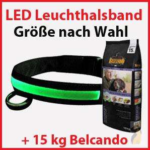 LED Leuchthalsband grün & Belcando Senior Sensitive 15 kg 