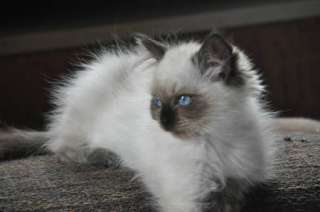 Ragdollkitten in Niedersachsen   Melbeck  Katzen & Zubehör   