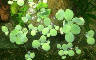 Muschelblume wasser salat Aquarium  Teich pflanze wasserlinsen in 