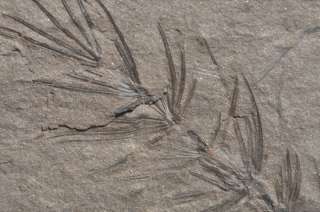 D104  CARBONIFEROUS HORSETAIL Asterophyllites  