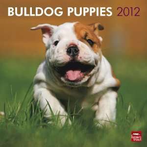 Bulldog Puppies 2012 Calendar  Browntrout Publishers 