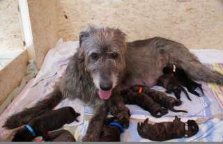 Irish Wolfhound Welpen vom Königsgut in Thüringen   Ellrich  Hunde 