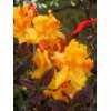 bronzegelb blühende Garten Azalee Rhododendron luteum Golden Eagle 40 