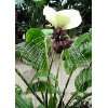 Tropica   BZ Afrikanische Kletterlilie (Gloriosa rothschildiana)   1 