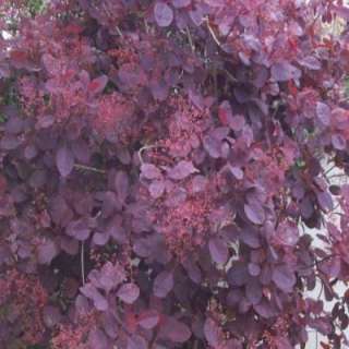 Royal Purple Smokebush Shrub S00924 