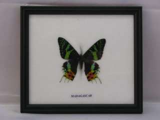echte exotische Schmetterlinge im Glas Schaukasten 60  