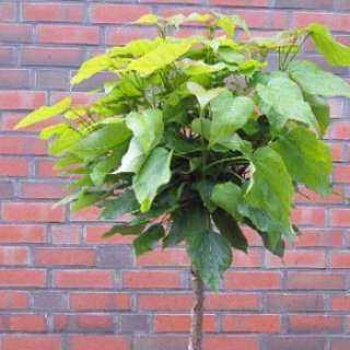 Kugel Trompetenbaum Nana (Catalpa bignonioides Nana) im Container 