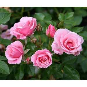 Zwergrose Pink Symphonie ®   (3 Liter Topf)  Garten