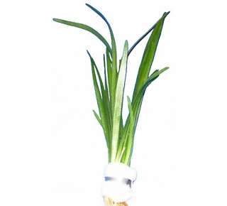 Bund Wasserpflanzen Sagittaria subulata, Pfeilkraut  