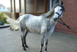 Fahrpony zu verkaufen in Niedersachsen   Glandorf  Pferde & Zubehör 